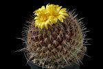 Thelocactus conothele v. aurantiacus D. 12.00 € 16